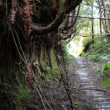 Southcoast Track Southern Fiordland.