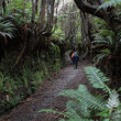 Cutting along the Southcoast Track Southern Fiordland.