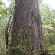 800 year old Rimu or Red Pine.