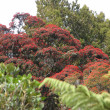 Southern Rata in full bloom,Waitutu Lodge