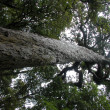 Rimu Waitutu Forest