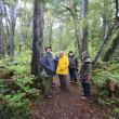 Hikers enjoying a stroll through the Oldest Podocarp Forest in New Zealand,The Waitutu Forest.
